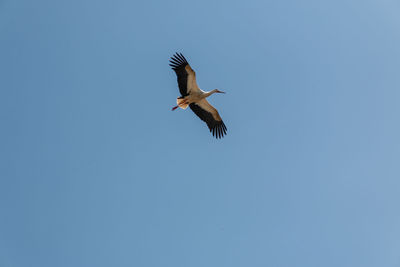 Low angle view of seagull flying in sky