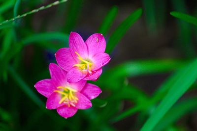 Close-up of pink flowers