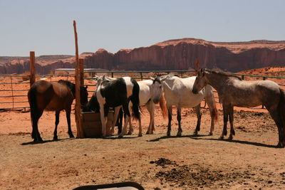 Horses standing on field against clear sky