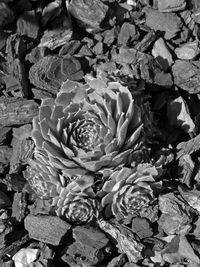 High angle view of rose on rocks