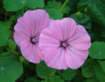 Close-up of pink flowers