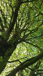 Low angle view of trees in forest