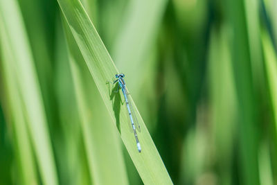 Close-up of damselfly on grass during sunny day