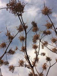 Low angle view of trees against sky