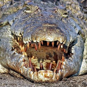 High angle view of crocodile in water