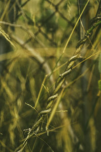 Close-up of dry plants