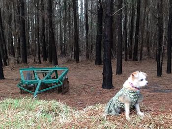 Dog on tree trunk in forest