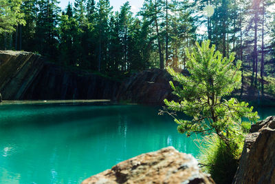Scenic view of trees in forest
