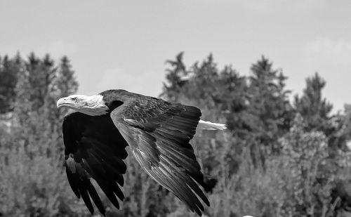 Close-up of bird flying against the sky