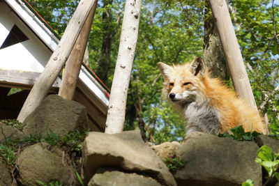 Low angle view of fox on rock against trees