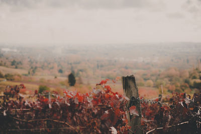 Plants growing on field against sky
