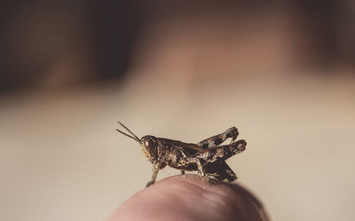 Close-up of hand holding lizard