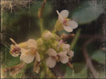 Close-up of pink flowers