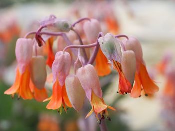 Close-up of flowers blooming outdoors