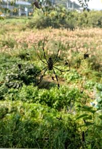 Close-up of insect on plant