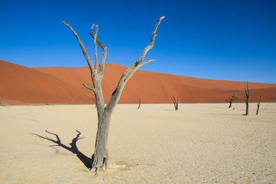Trees at deadvlei