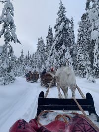 Low angle view of reindeer pulling sleigh