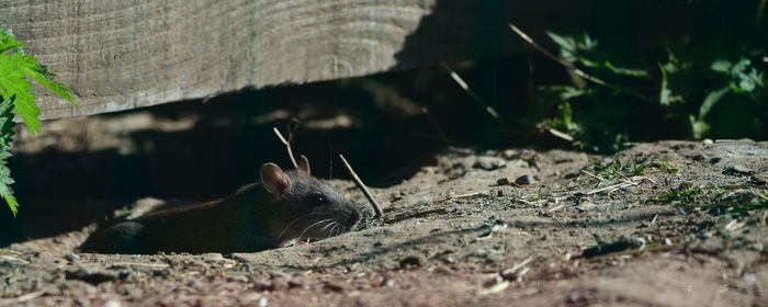 Close-up of lizard on a land