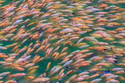 Full frame shot of koi carps swimming in water