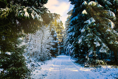 Snow covered road amidst trees against sky during winter