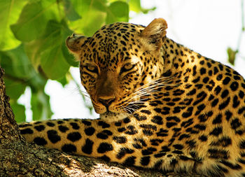 Close-up of a leopard