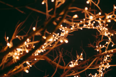 Close-up of illuminated lamp