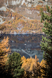 Scenic view of lake in forest