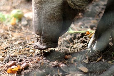 Close-up of boar on land