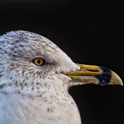 Close-up portrait of seagull against black background