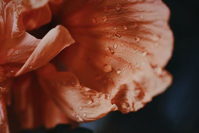 Close-up of wet rose