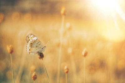 Close-up of butterfly on flower