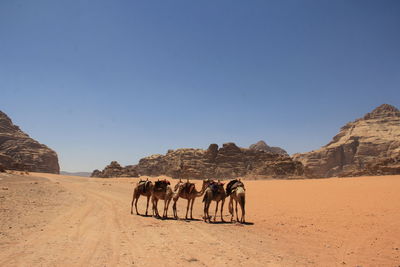 People walking on desert against clear blue sky