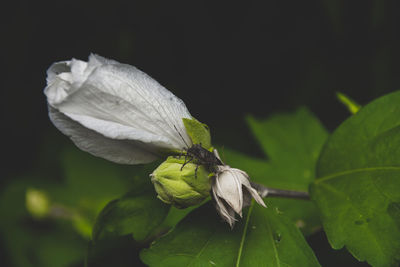 Close-up of insect on plant