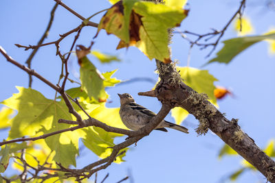 Low angle view of bird perching on tree against sky