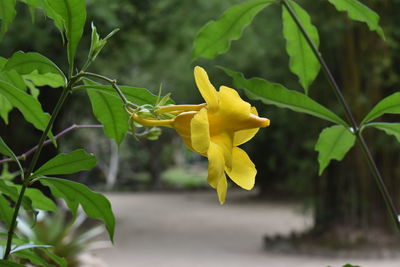 Close-up of yellow flowers blooming outdoors