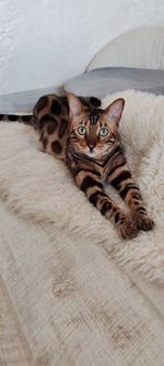 animal