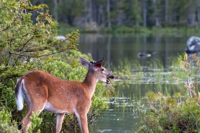 Deer standing in lake