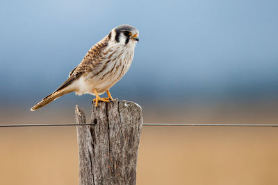 Close-up of bird perching on wooden post