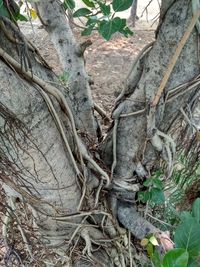 Close-up of roots on tree trunk