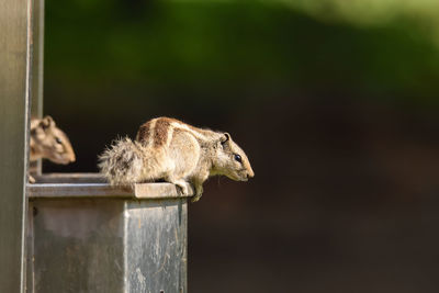 Close-up of squirrel