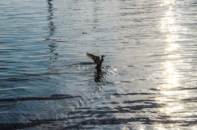 Bird in water