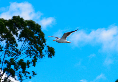 Low angle view of birds flying against clear sky