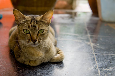 Portrait of a cat