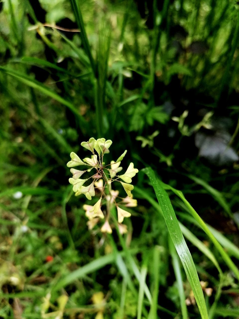 plant, flower, flowering plant, beauty in nature, green, growth, nature, freshness, close-up, grass, plant part, fragility, leaf, no people, focus on foreground, day, land, wildflower, outdoors, botany, meadow, field, medicine, flower head, white, food, petal