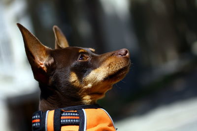 Close-up of a dog looking away