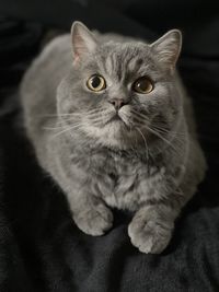 Portrait of cat sitting on floor