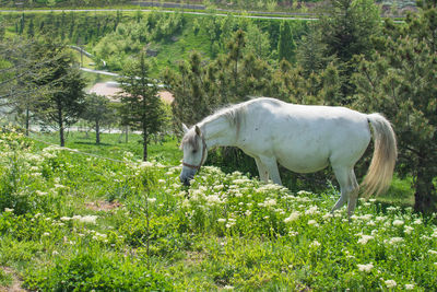 Horse grazing in field