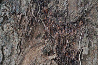 Full frame shot of rock