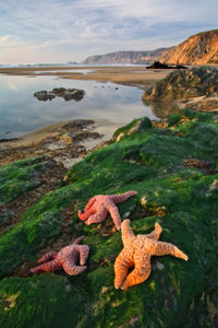 View of lizard on beach