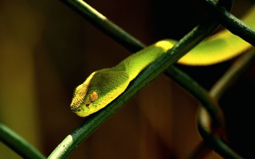 Close-up of lizard on plant